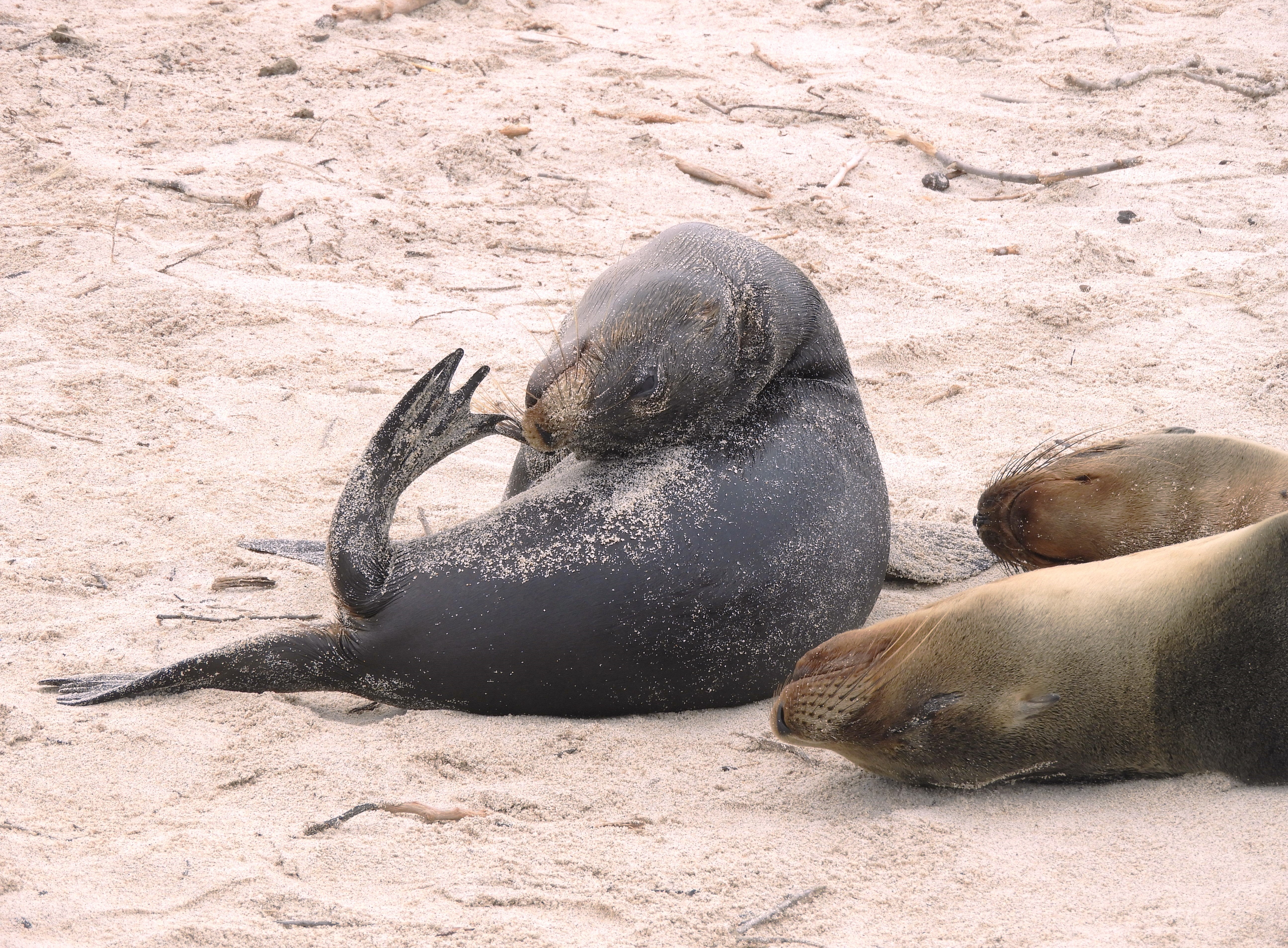 1320 - 050 - Cucciolo di leone marino delle Galapagos