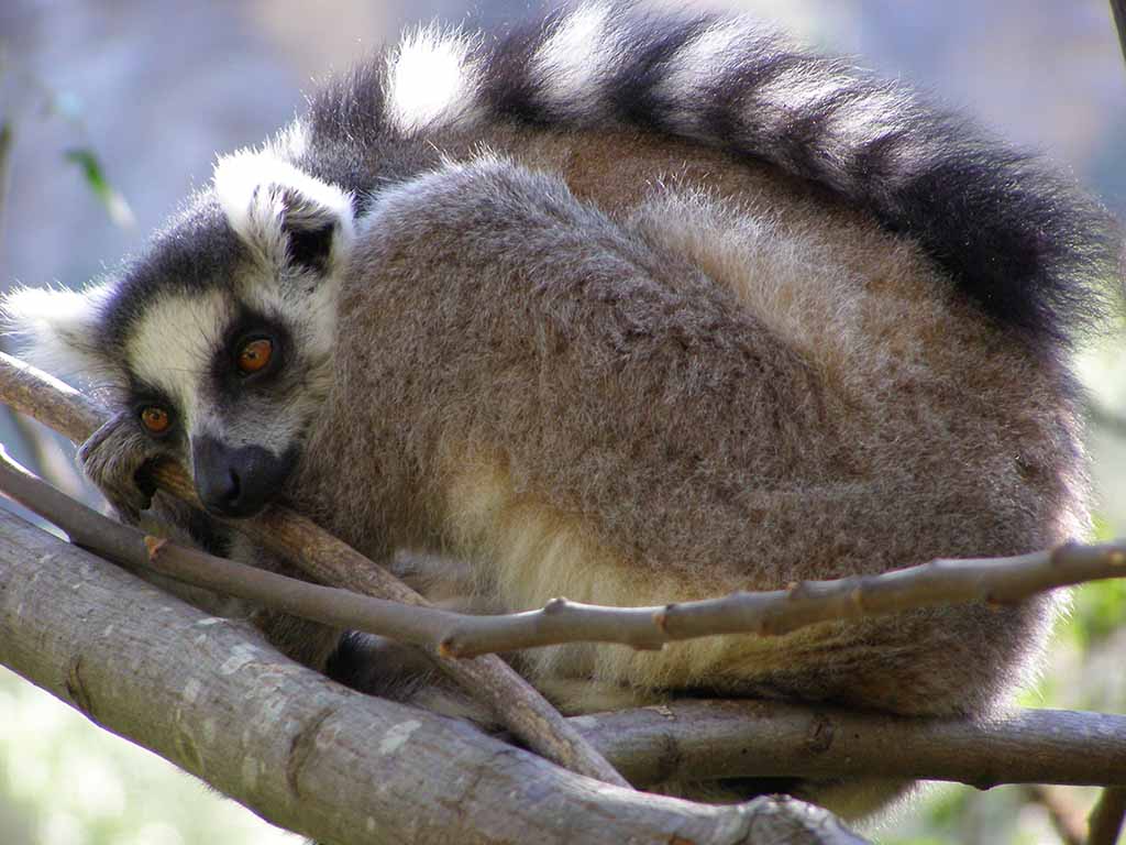 334 - Lemure catta dalla coda ad anelli