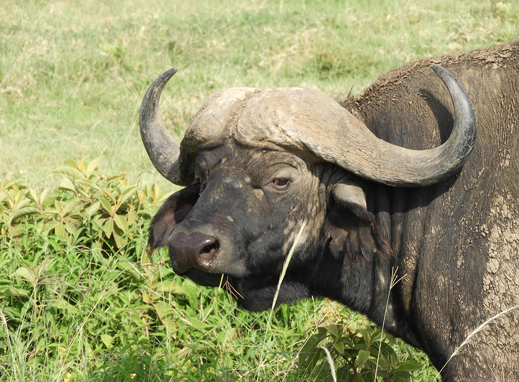 06 - Bufalo nel Parco Nazionale del lago Nakuru - Kenya