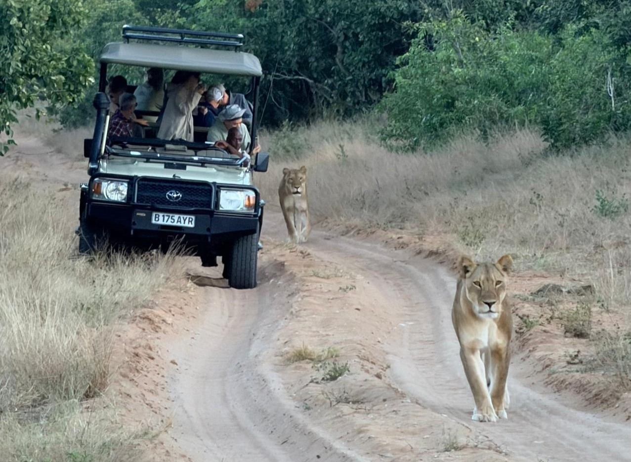 - Leoni nel Parco Nazionale del Chobe - Botswana