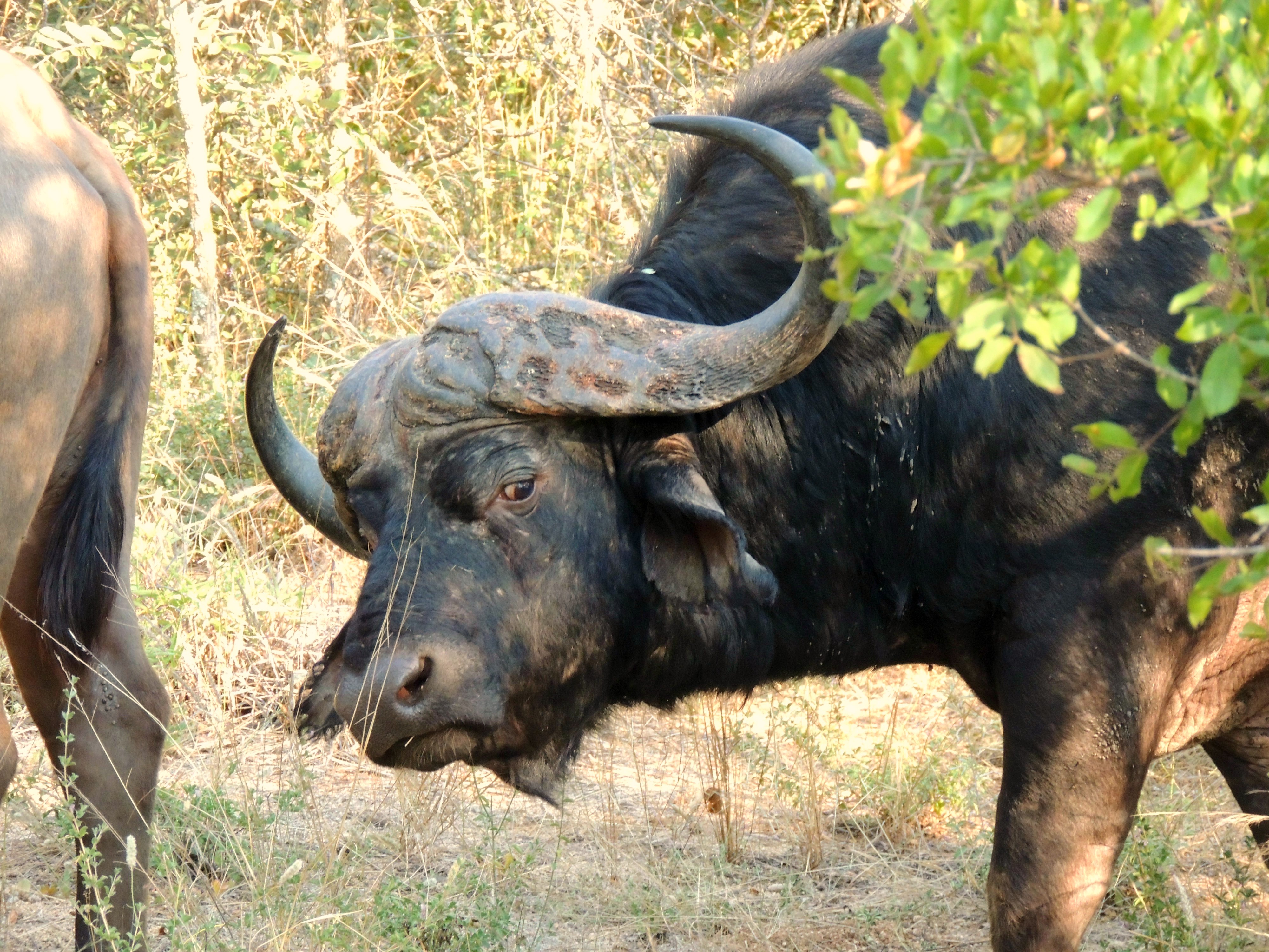 Bufalo nella riserva di Mpumalanga - Sud Africa 
