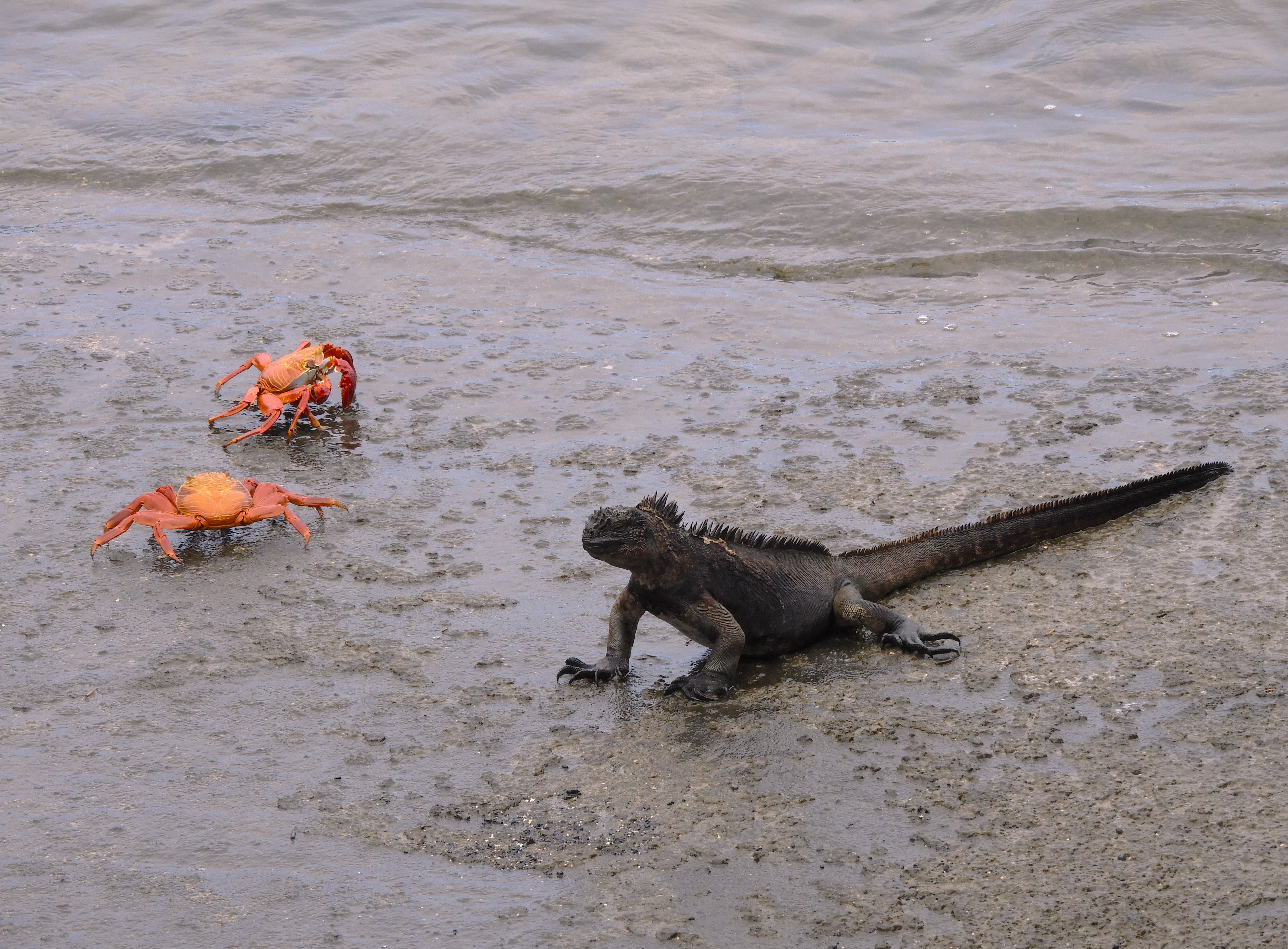 1298 - 028 - Iguana marina delle Galapagos