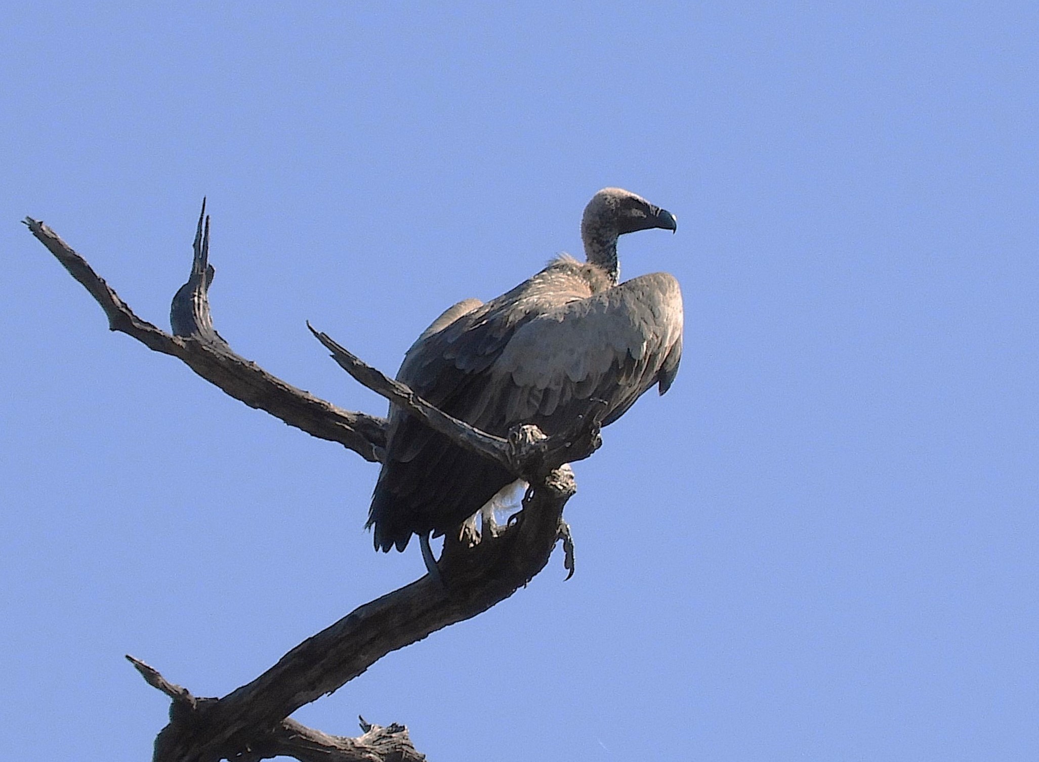 Avvoltoio nel Parco Nazionale del Chobe - Botswana