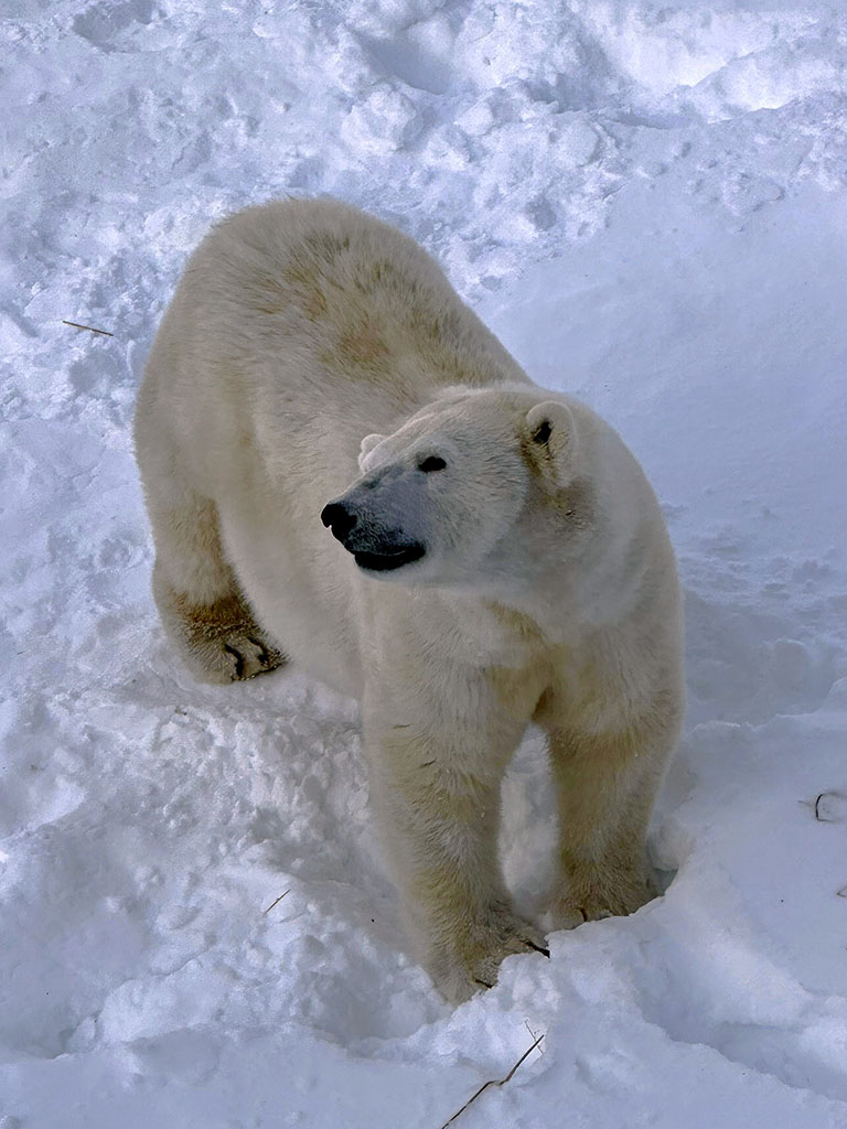 Orso polare in Lapponia Finlandia