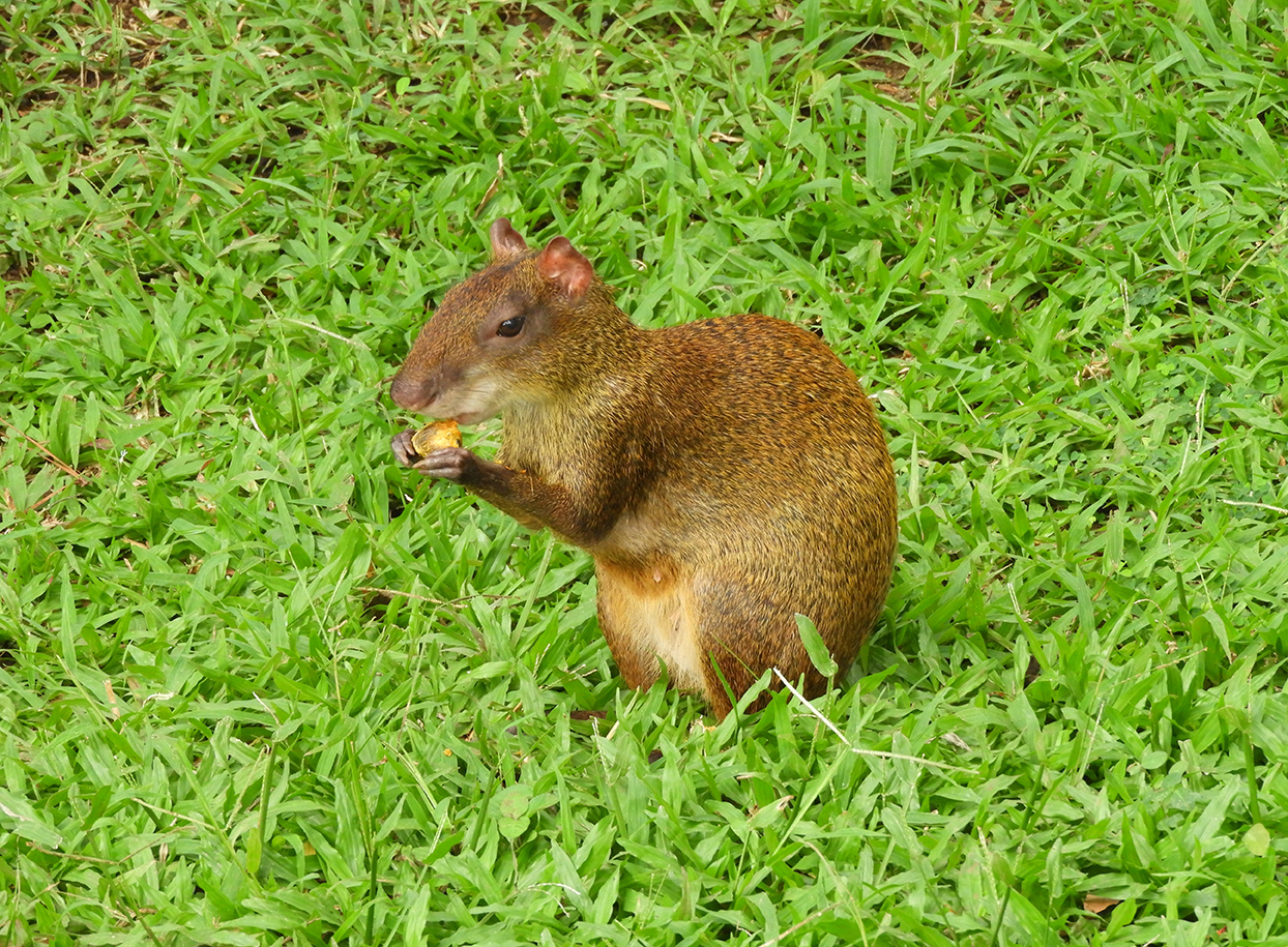 Roditore gigante di Agouti - Guatemala