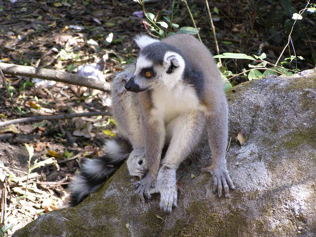 333 - Lemure catta dalla coda ad anelli