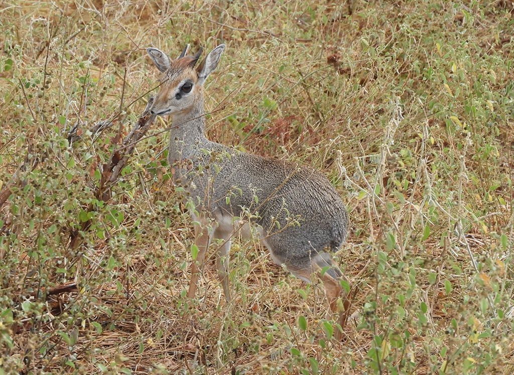 30 - Antilope Dik-Dik nel Parco Nazionale Tsavo Est - Kenya