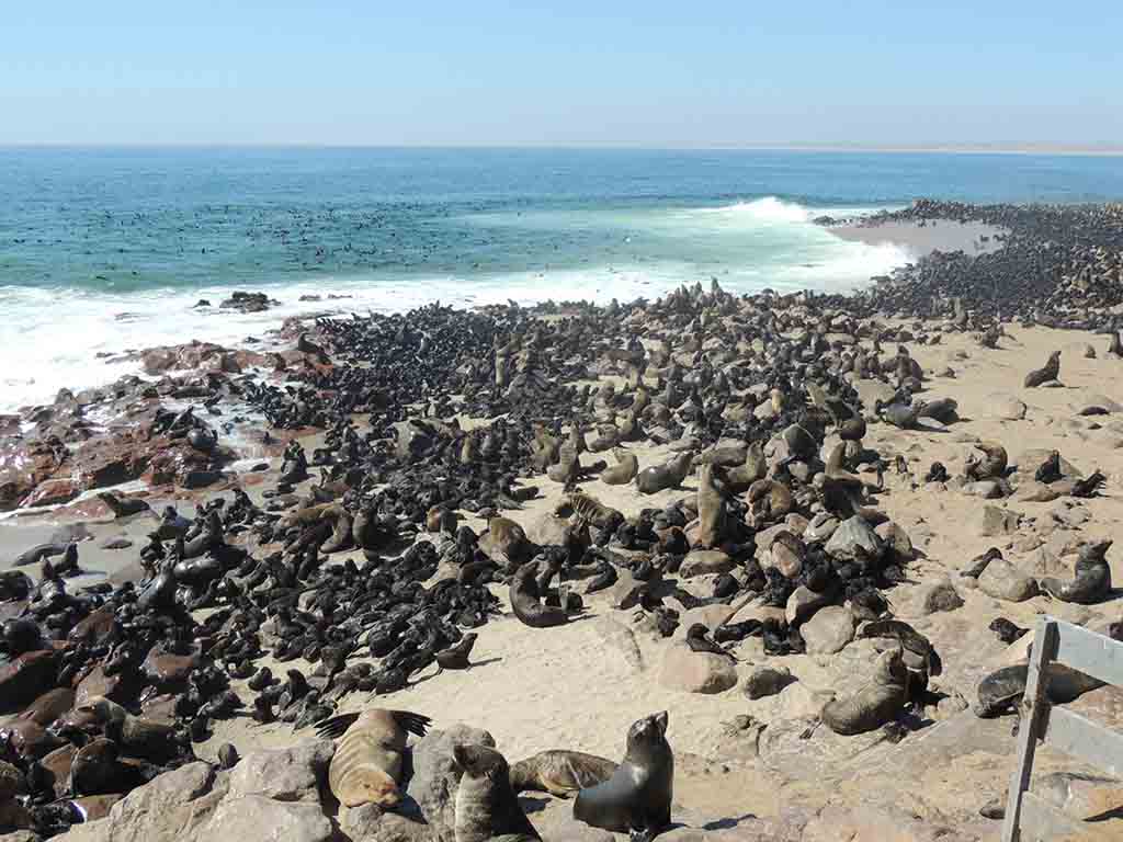 104 - Cape Cross Seal Reserve