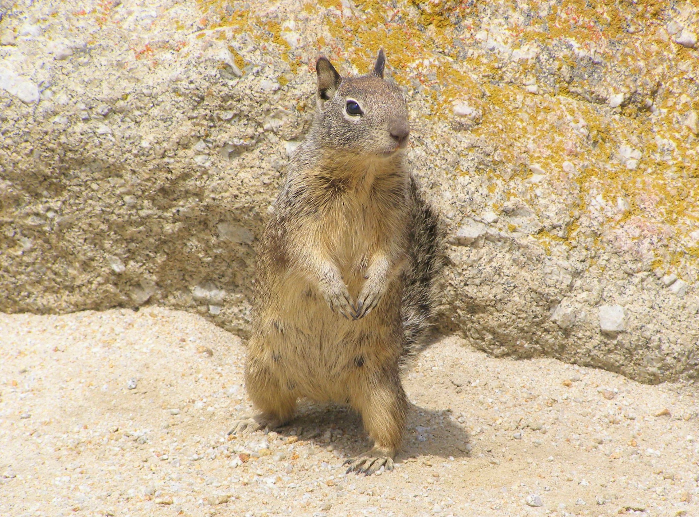 Scoiattolo di terra della California - USA