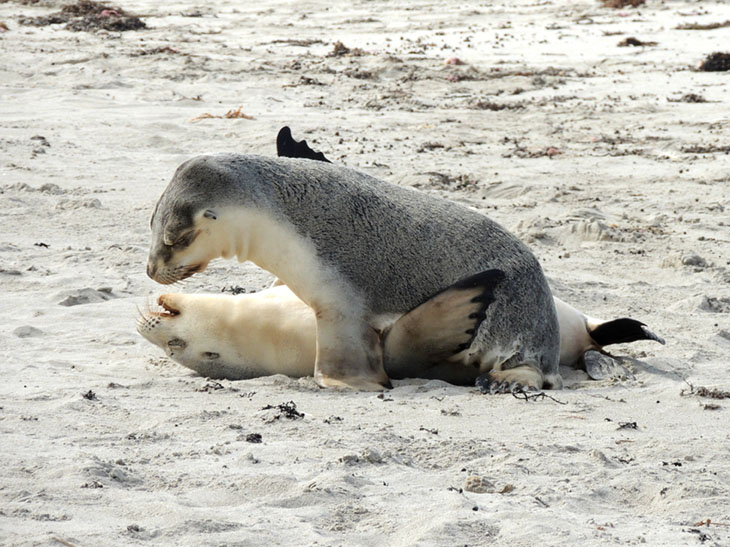 145 - Cuccioli di leoni marini a Seal Bay Kangaroo Island