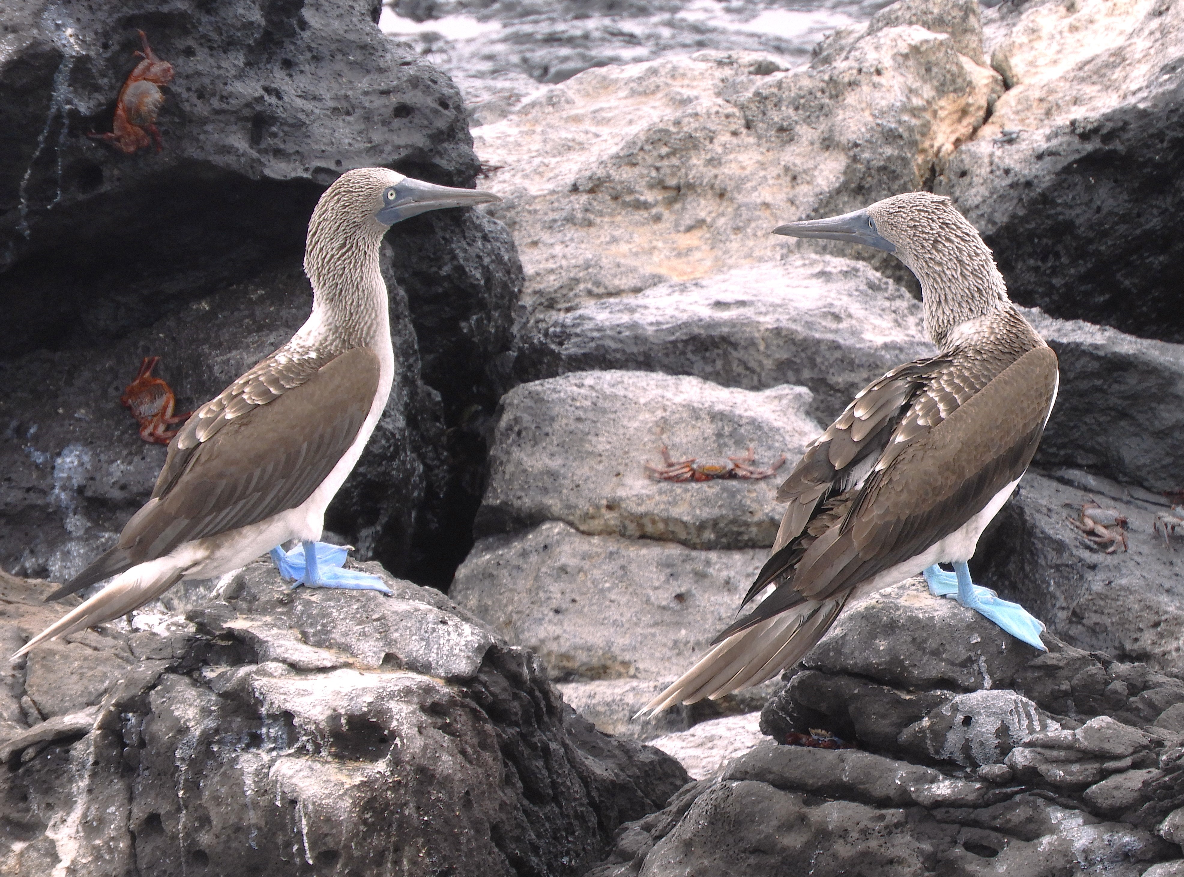 1318 - 048 - Sule piediazzurri delle Galapagos