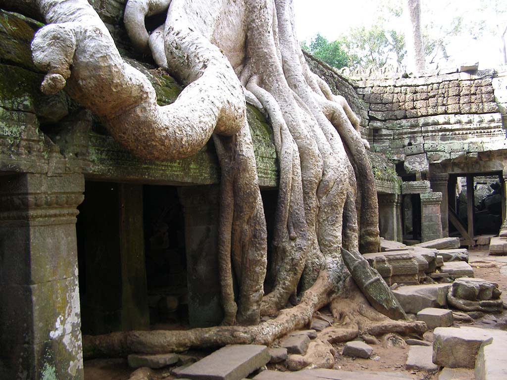 548 - Angkor Wat il tempio Ta Prohm