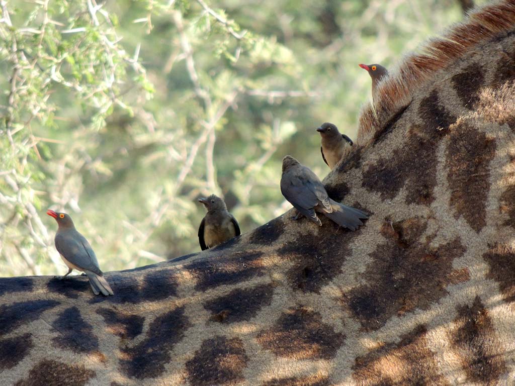 714 - Uccelli mangia parassiti sul collo di una giraffa a Mpumalanga
