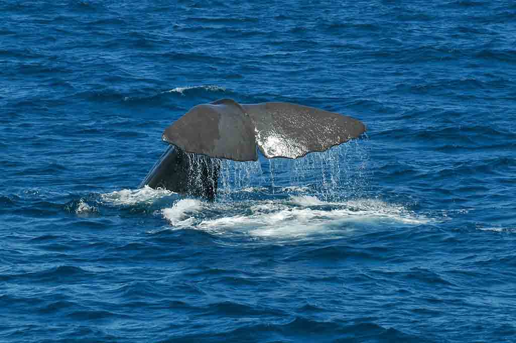150 - Avvistamento balena a Kaikoura - Nuova Zelanda