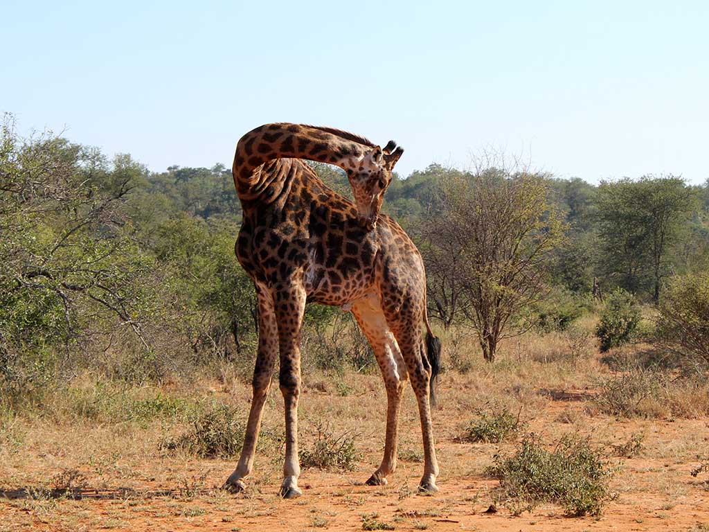 713 - Giraffa nella riserva di Mpumalanga