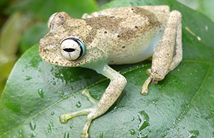 BiodiversitÃ , secondo uno studio ai vertebrati lâ83% dei fondi globali destinati alla conservazione