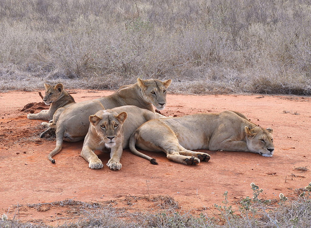 33 - Leonesse nel Parco Nazionale Tsavo Est - Kenya