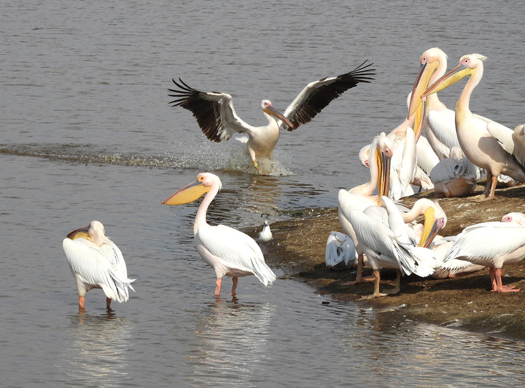 05 - Pellicani nel Parco Nazionale del lago Nakuru - Kenya