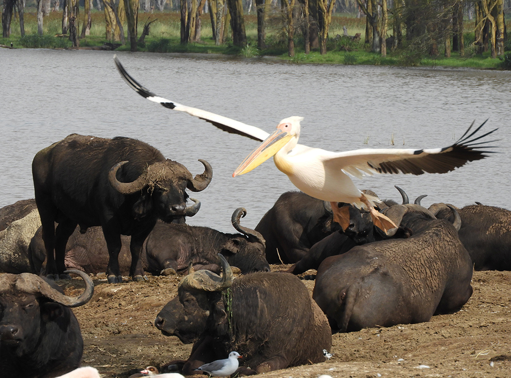04 - Bufali e pellicani nel Parco Nazionale del lago Nakuru - Kenya