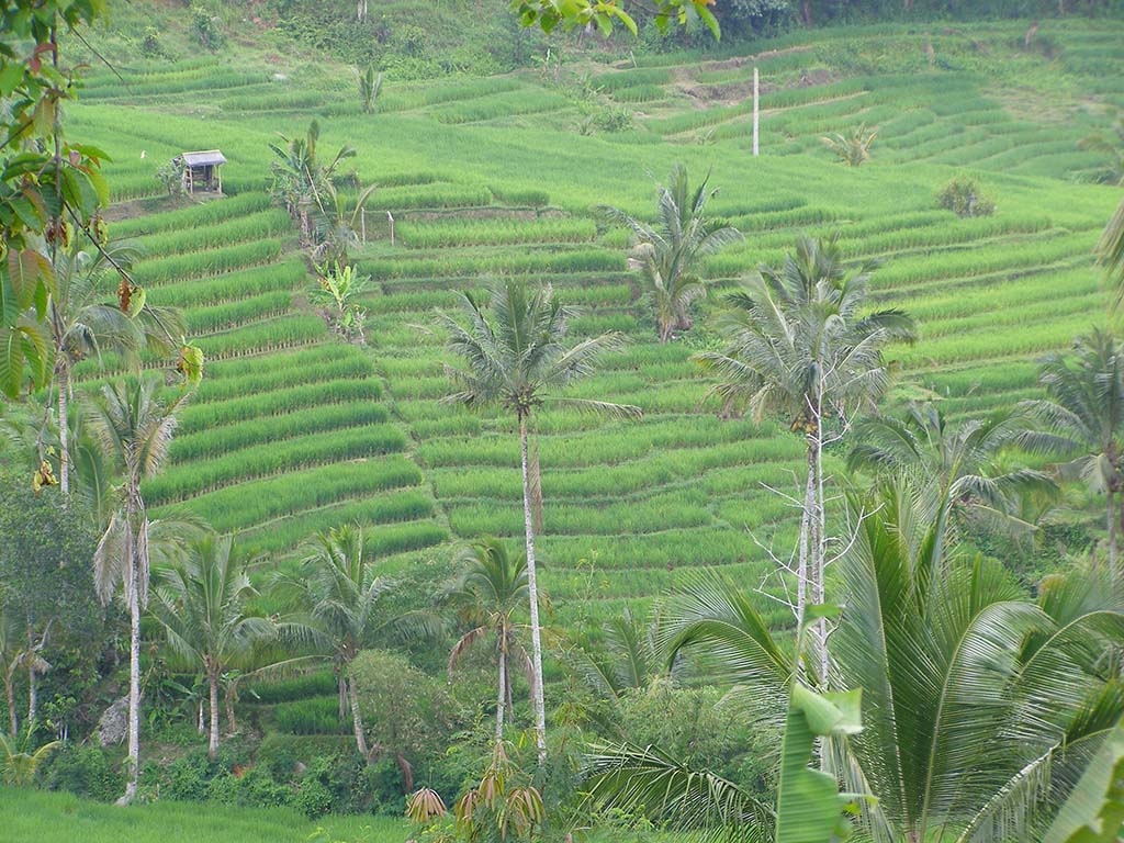 500 - Bali terrazze di risaie