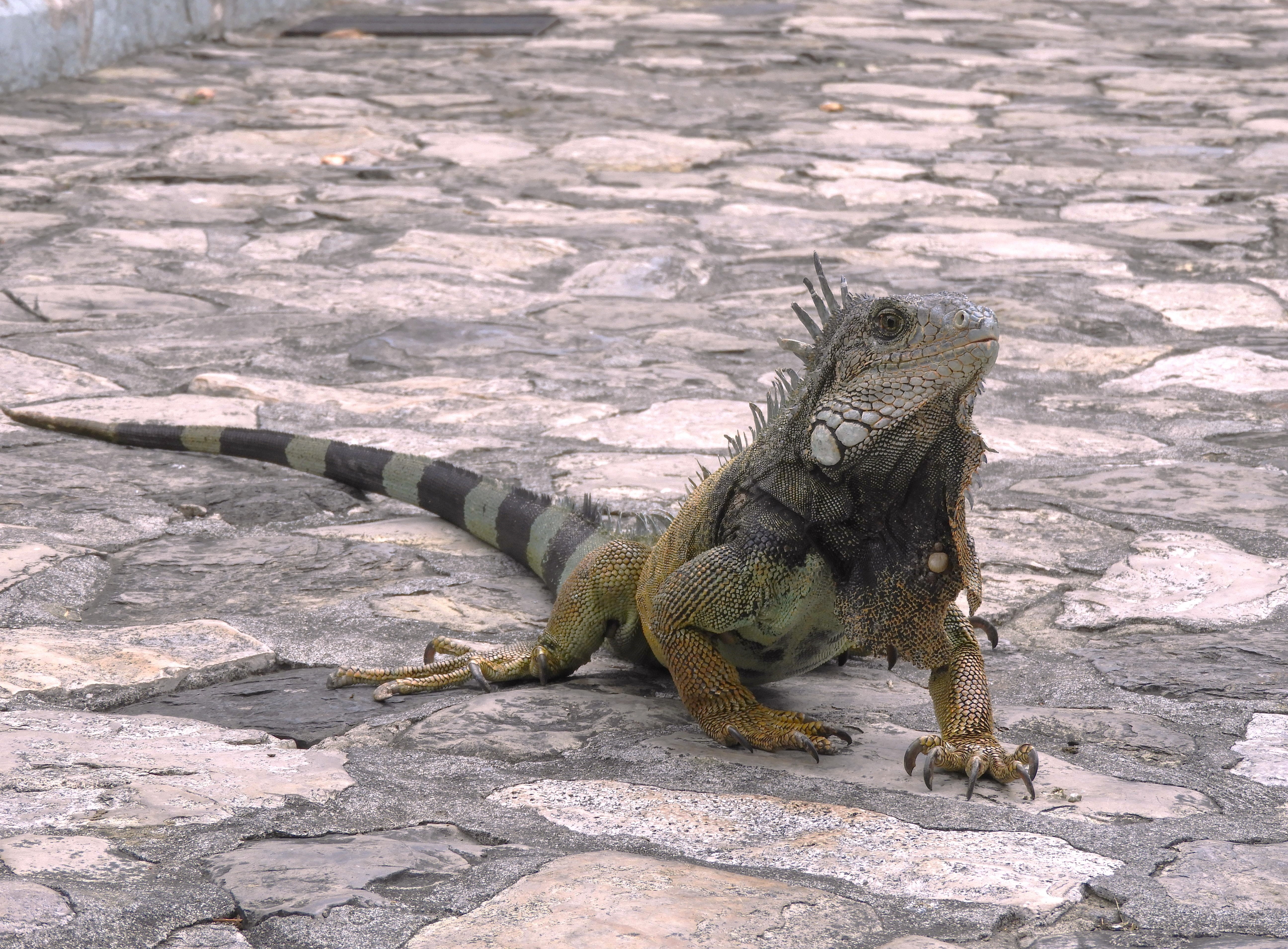 1293 - 051 - Iguana nel parco di Guajaquil - Ecuador