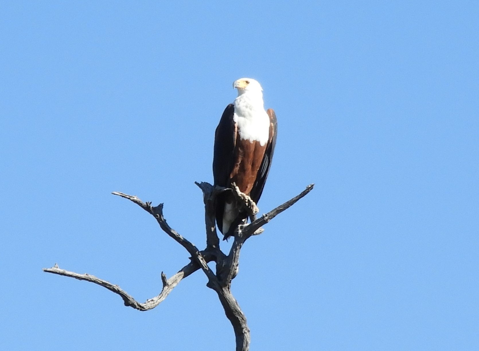 Aquila pescatrice nel Parco Nazionale del Chobe - Botswana