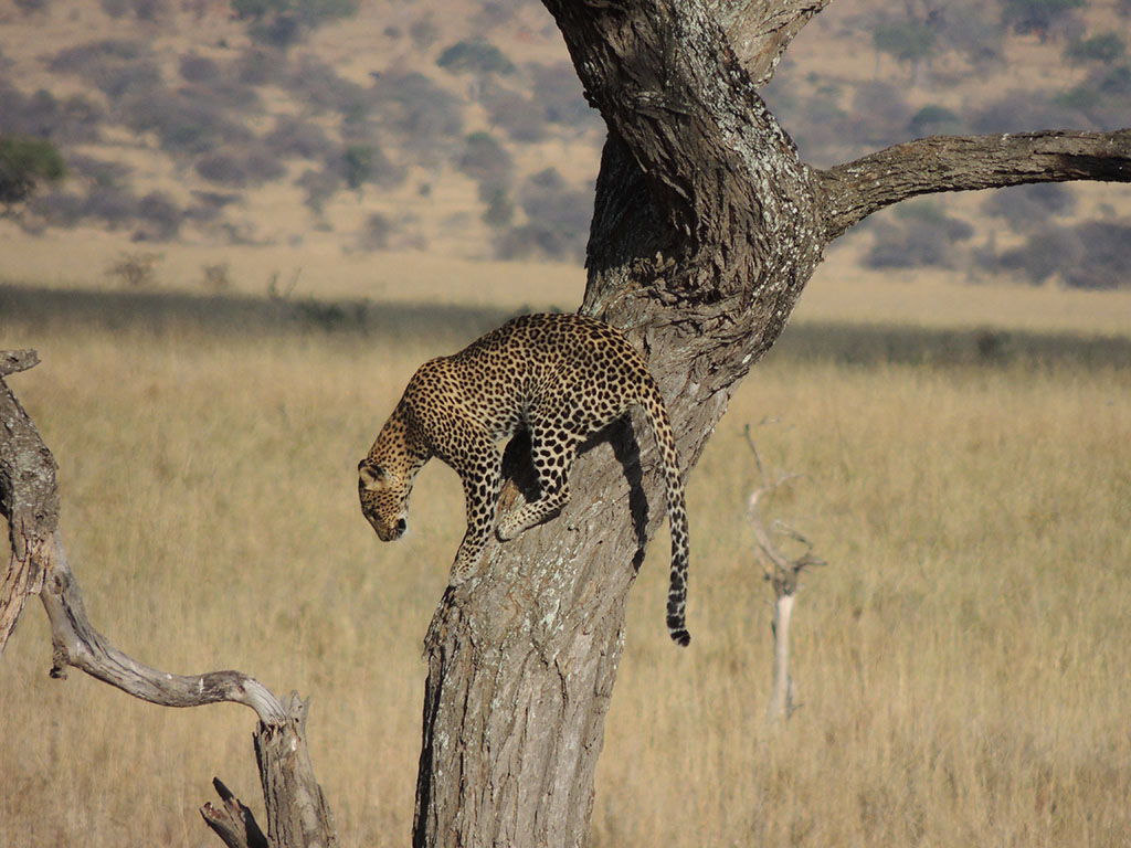 95 - Serengeti National Park