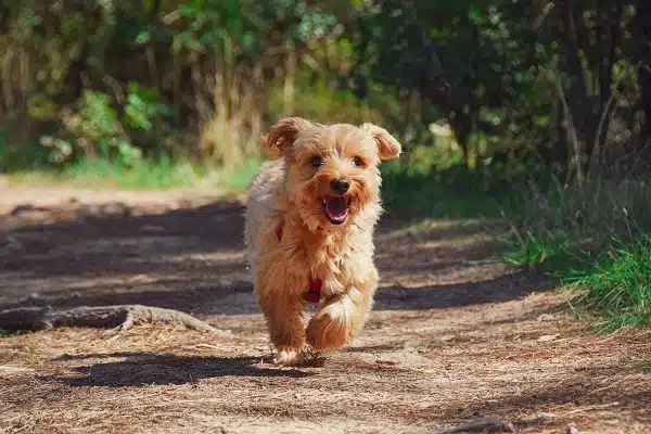 GIORNATA DEL CANE, <BR> 50MILA ABBANDONI 