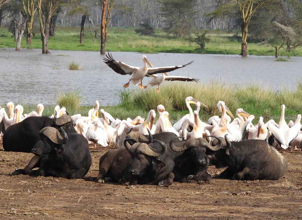 03 - Bufali e pellicani nel Parco Nazionale del lago Nakuru - Kenya