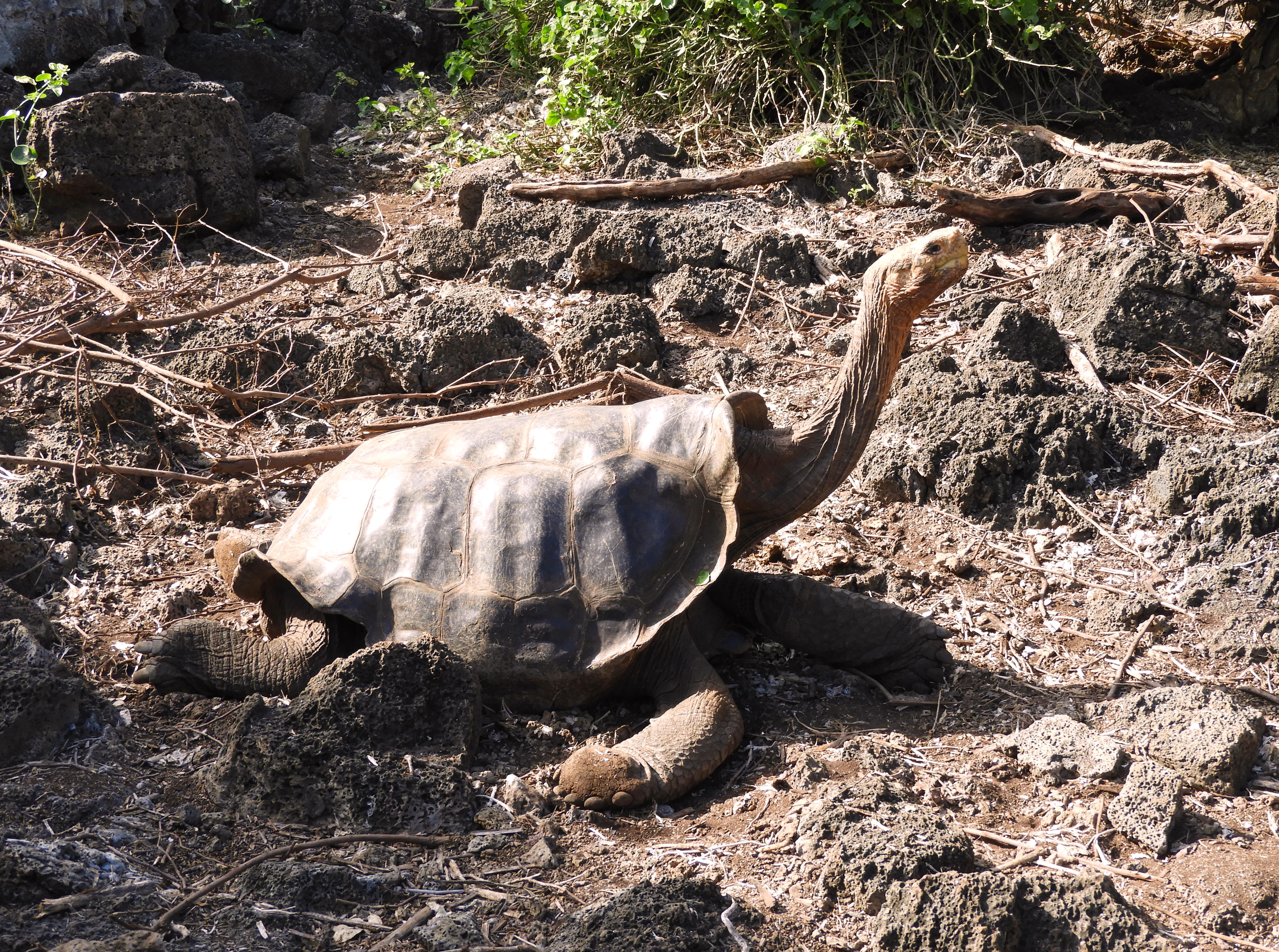 1299 - 029 - Tartaruga gigante con collo lungo delle Galapagos