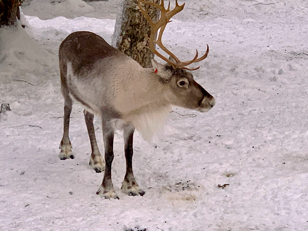 Renna in Lapponia - Finlandia