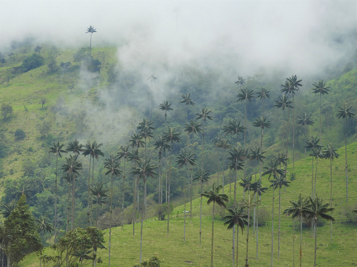 1117 - Palme di cera nella valle del Cocora - Colombia
