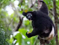 Comprendere lo sviluppo ritmico degli umani grazie ai lemuri del Madagascar