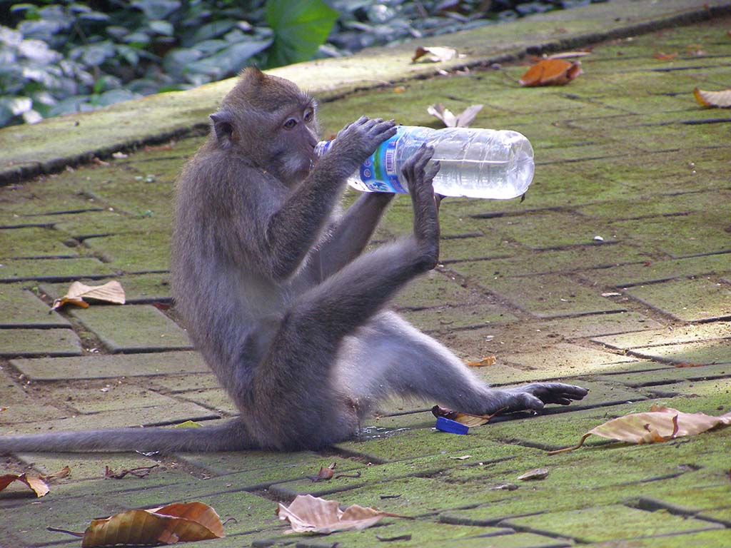 495 - Bali scimmia presso il tempio di Sangeh
