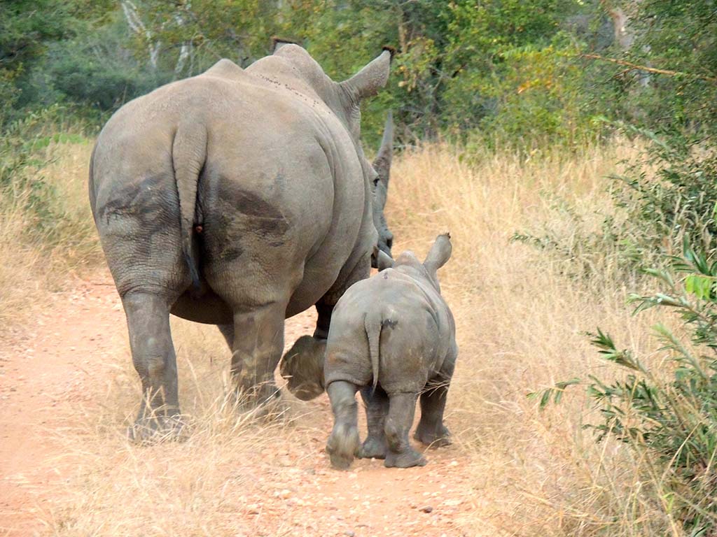 717 - Rinoceronte con cucciolo nella riserva di Mpumalanga/2