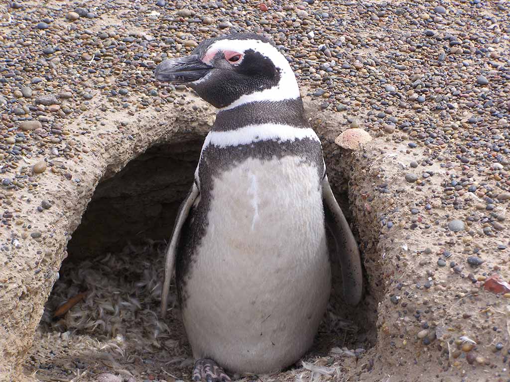 523 - Pinguino Magellano a Punta Tombo nella Penisola di Valdes