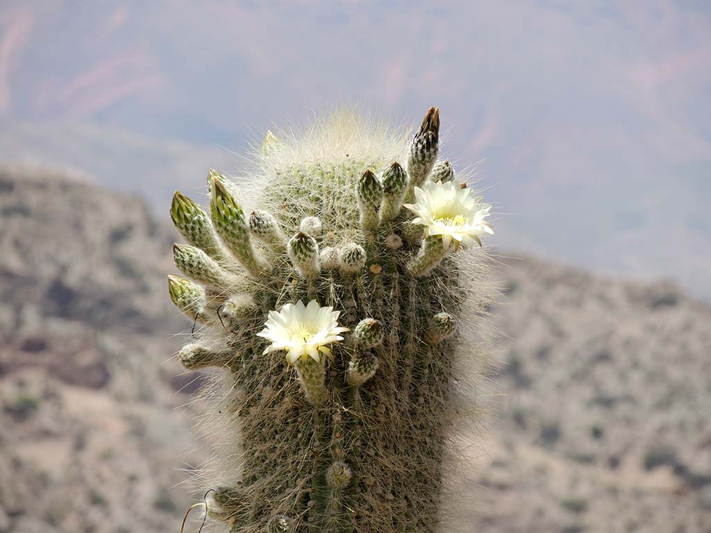 Fiore di cactus/2