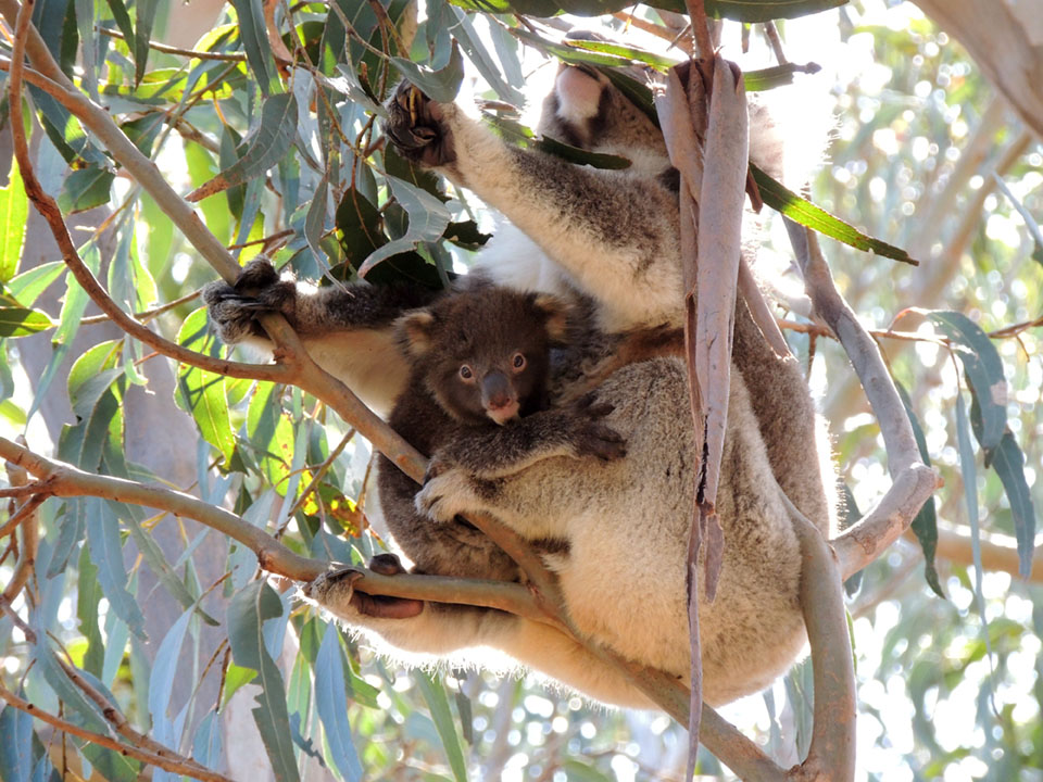 146 - Koala con cucciolo - Australia