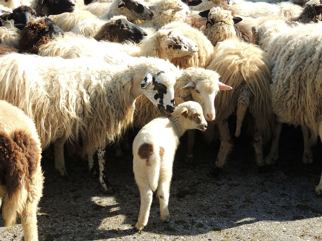 611 - Pecore al pascolo
