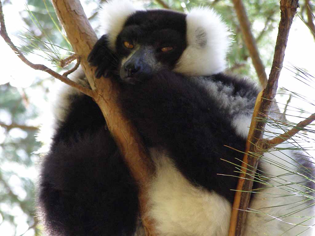 337 - Lemure variegato