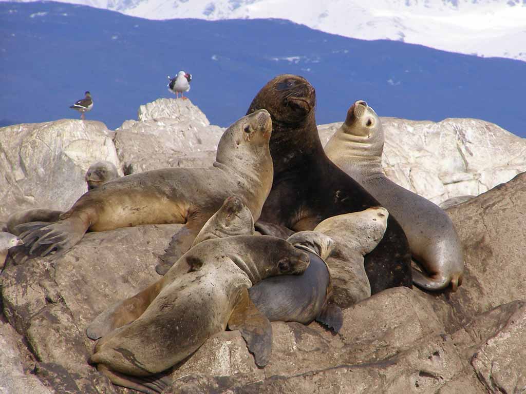 530 - Leone marino in Patagonia