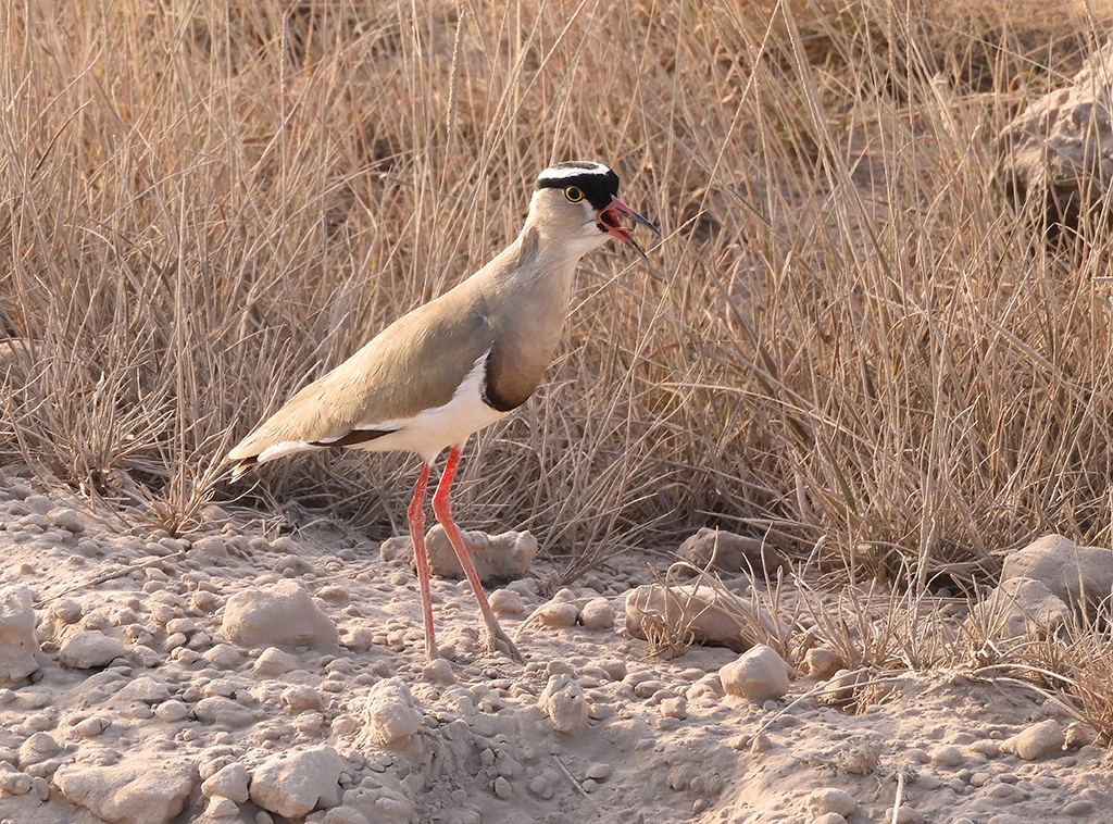 20 - Piviere dalla testa nera nel Parco Nazionale Amboseli - Kenya