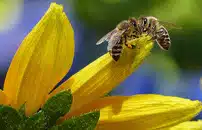 Studio italiano su pesticidi utilizzati per lâemergenza agricola rivela tossicitÃ  per api, ambiente e persone 