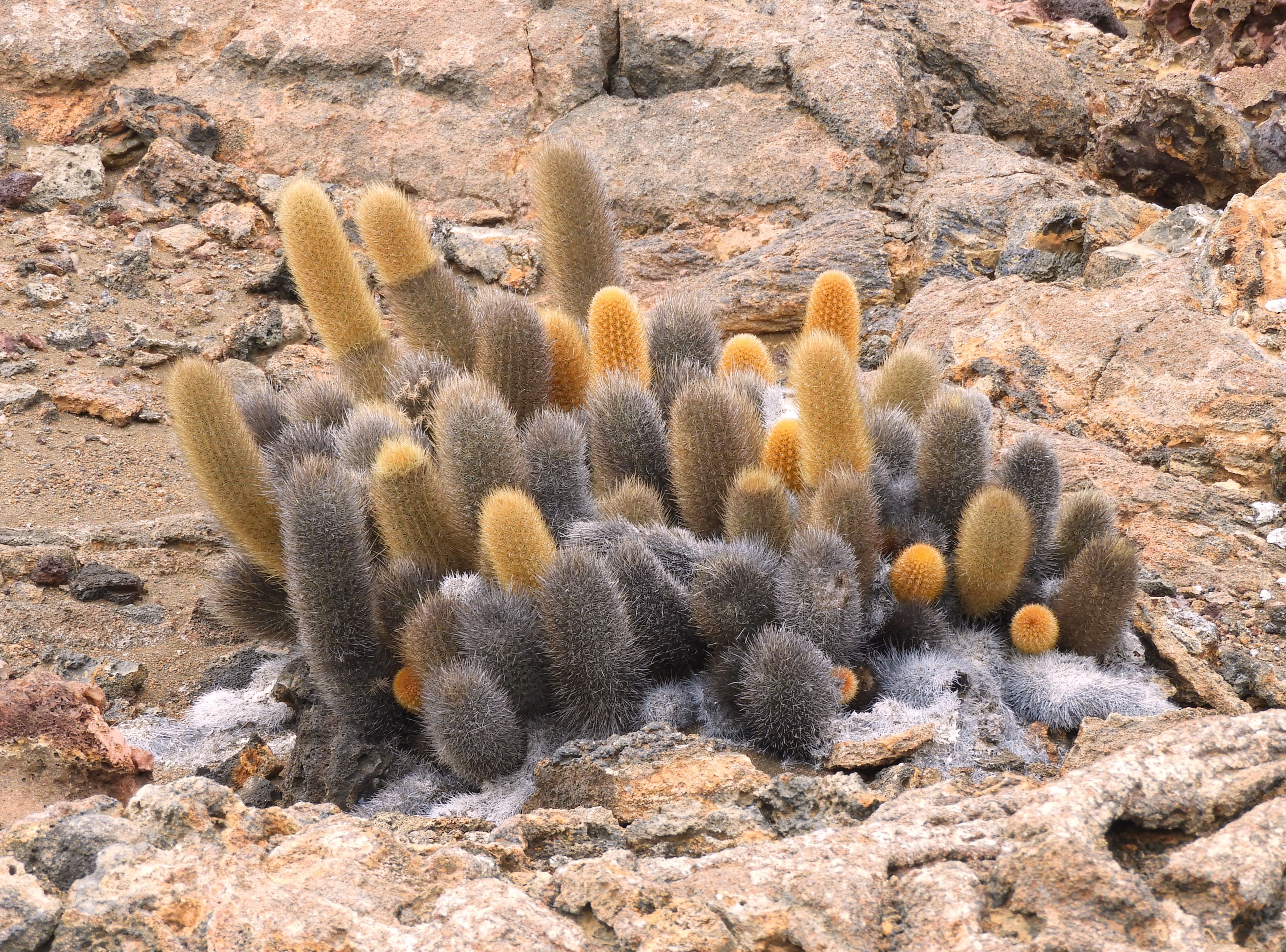 1302 - 032 - Cactus della lava delle Galapagos1302 - 032 - Cactus della lava delle Galapagos