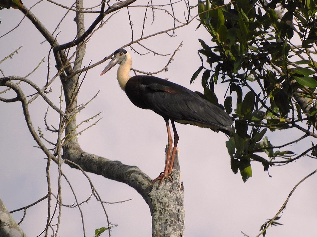 Cicogna collolanoso - Sri Lanka
