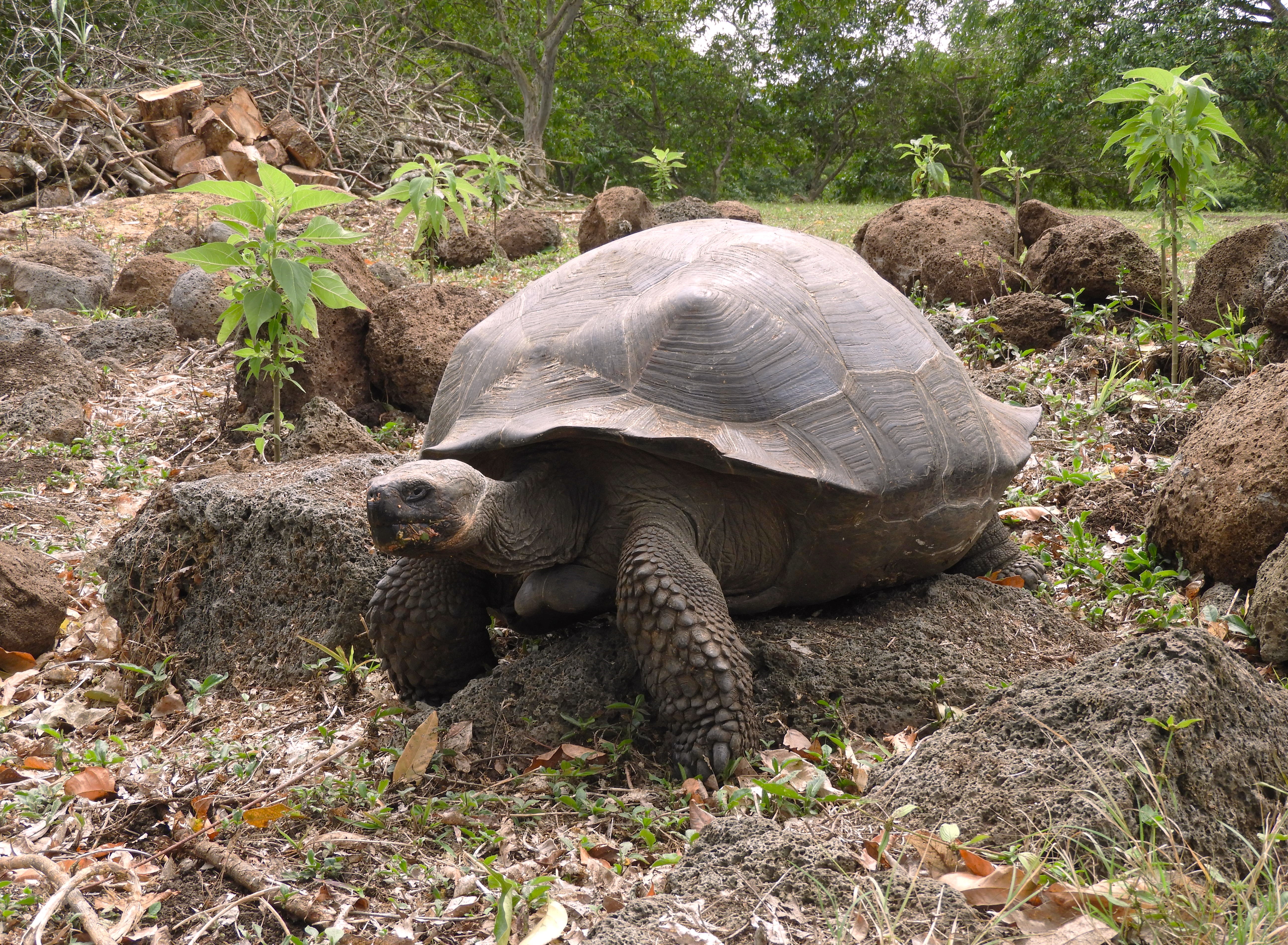 1297 - 027 - Tartaruga gigante di Santa Cruz alle Galapagos