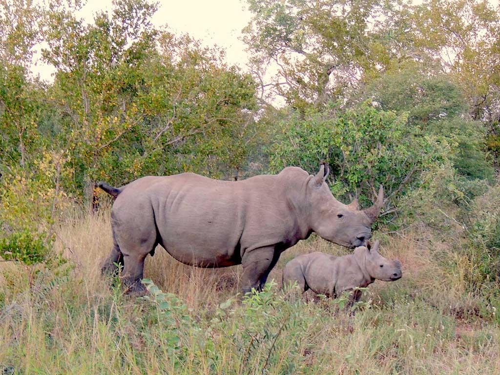 716 - Rinoceronte con cucciolo nella riserva di Mpumalanga