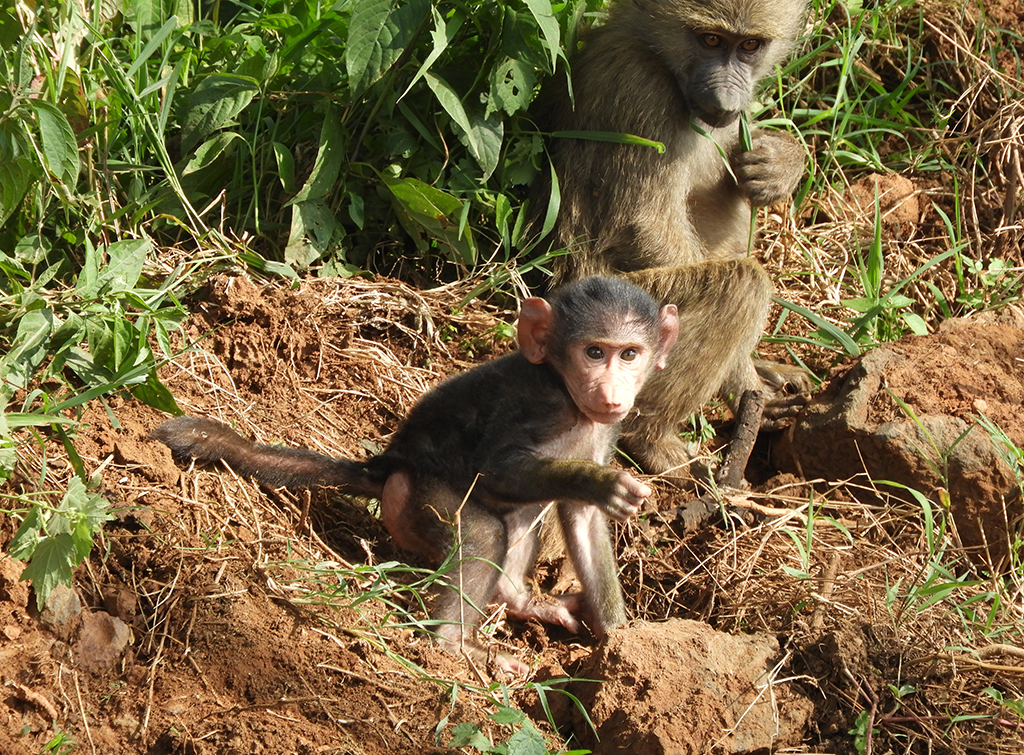 14 - Cucciolo di macaco nel Parco Nazionale del lago Nakuru - Kenya