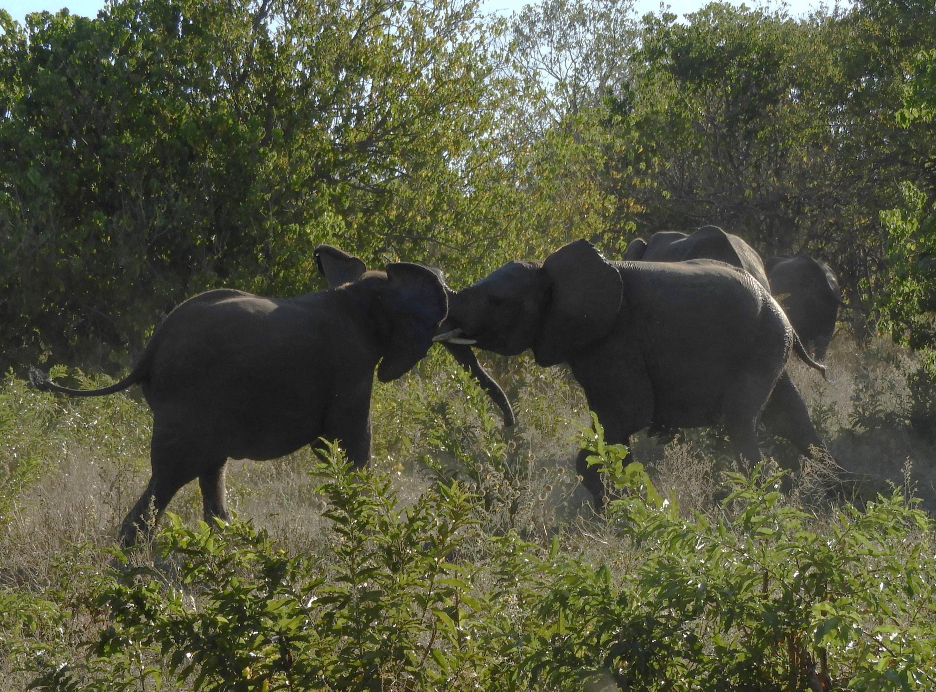 Lotta tra elefanti nel Parco Nazionale del Chobe - Botswana