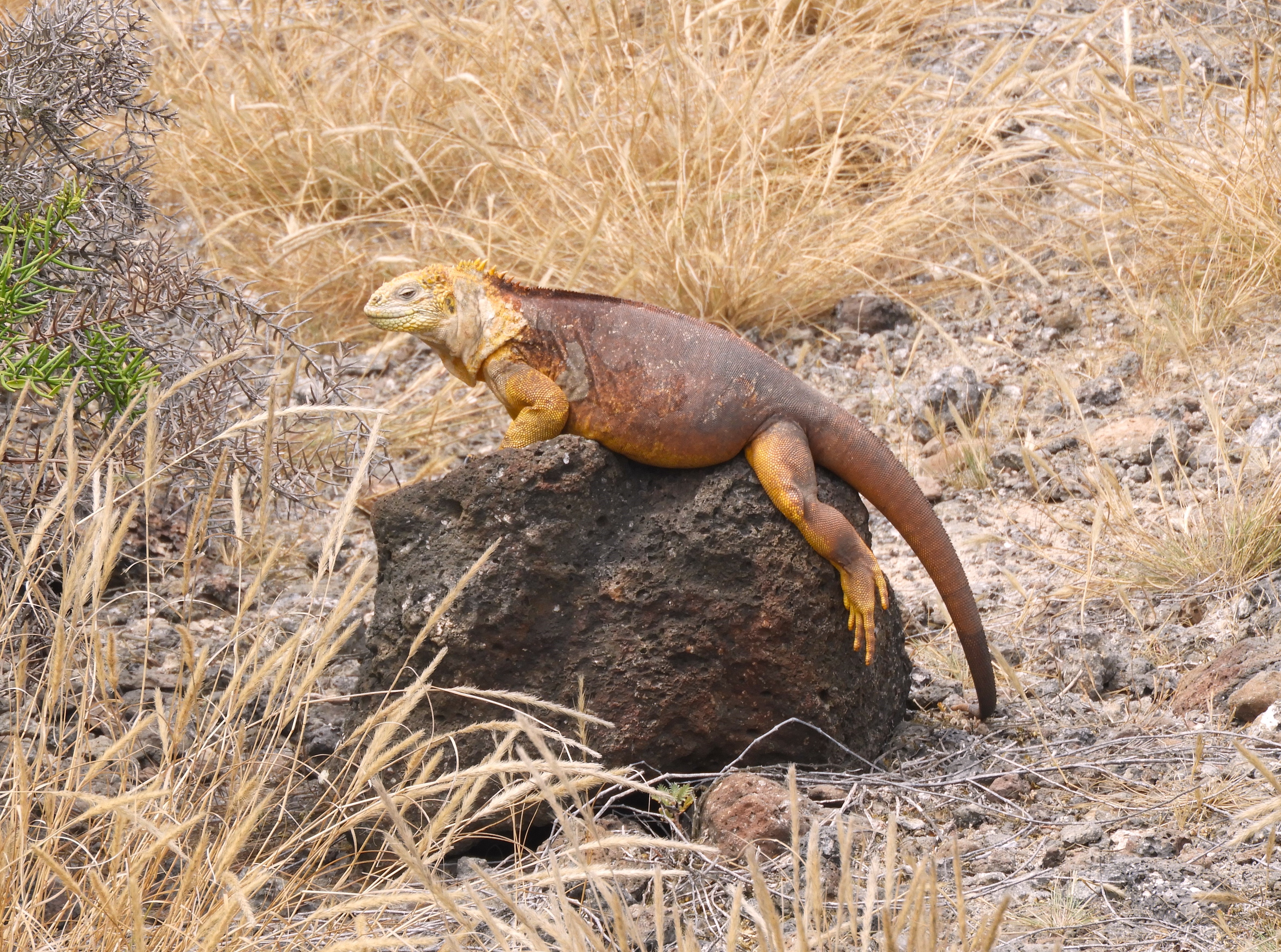 1307 - 037 - Iguana terrestre delle Galapagos